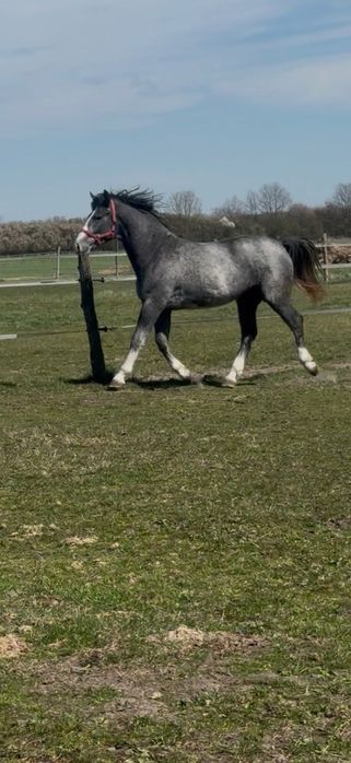 Ogierek czystej rasy śląskiej