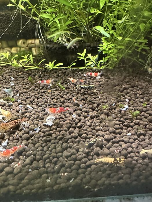 Krewetki cardina hybrydy mix