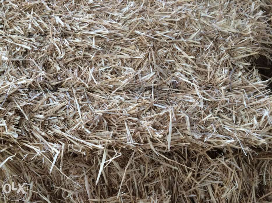 Palha de trigo ou cevada