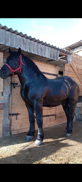 Sprzedam ogiera kary wysoki