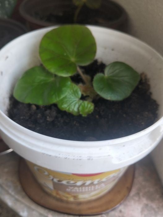 Planta Begónia..