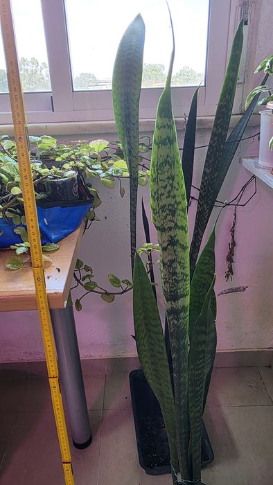 Espada de São Jorge  com 1m