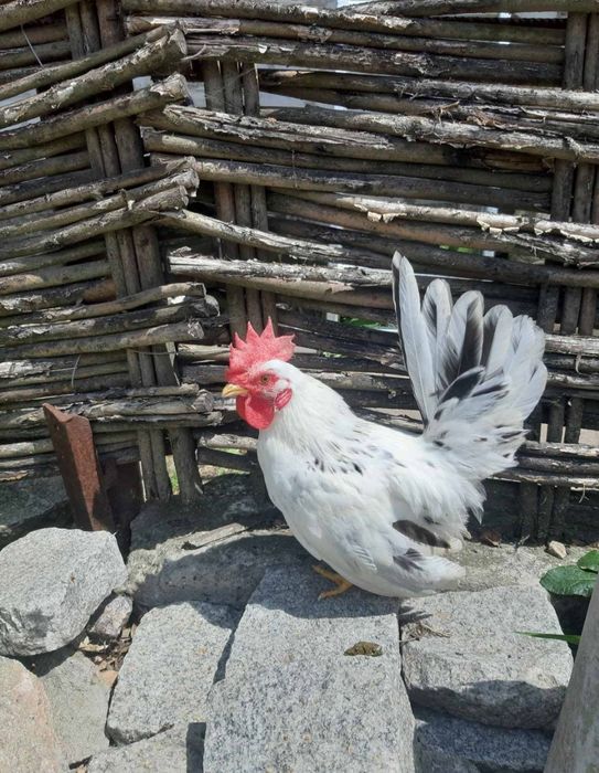 Продаю курей Мільфлер та карликова бентамка!Несуться кожен день!