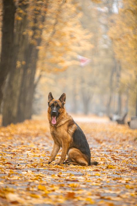 Немецкая овчарка кобель вязка