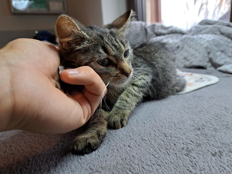 Szarynka, kotka do adopcji