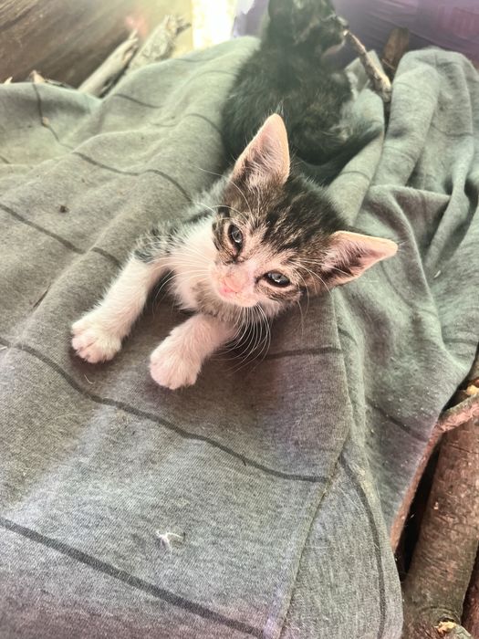 Gatinhos para dar 3 meses