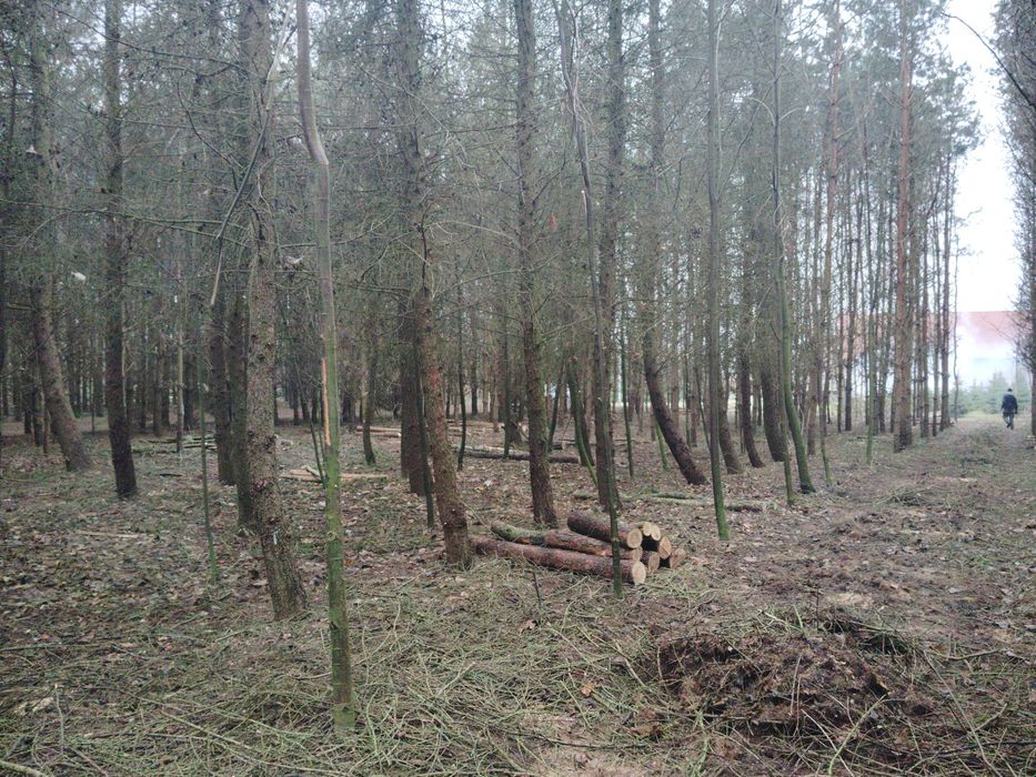 Wycinka drzew czyszczenie terenu