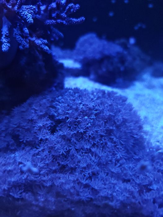 Frags bem grandes de xenyas