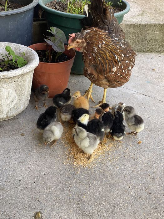 Pintainhos de várias raças