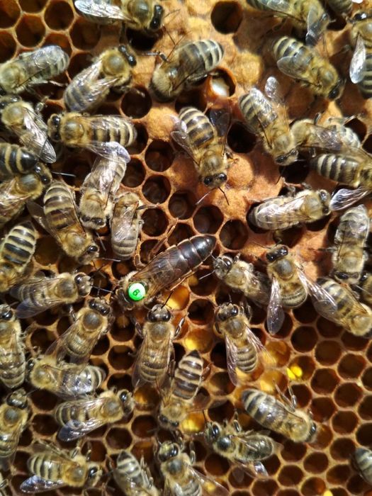 Бджоломатки чистопородні, плідні, карпатянка, “Говерла»