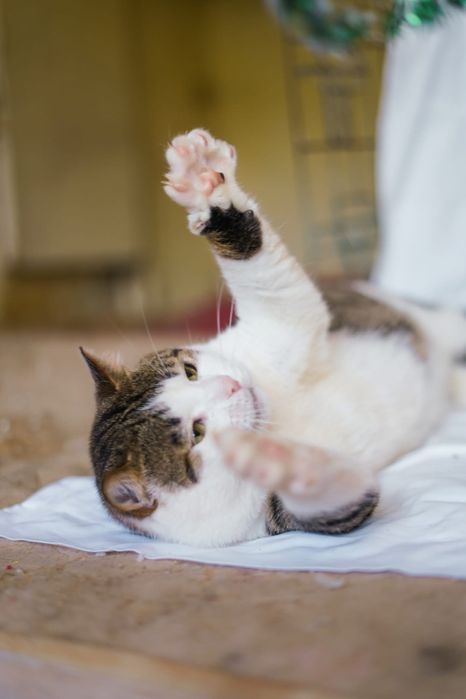 Котик-пірожечок Бориско хоче в родину!