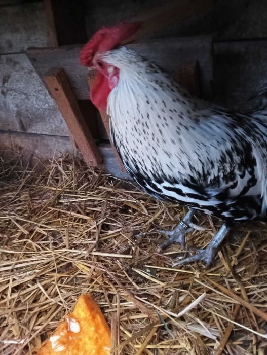 Spszedan koguta bardzo dobrego