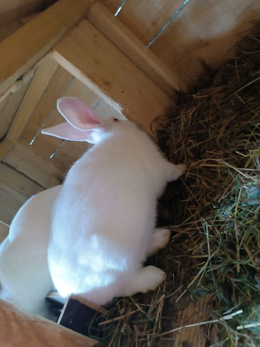 Sprzedam króliki termondzki biały