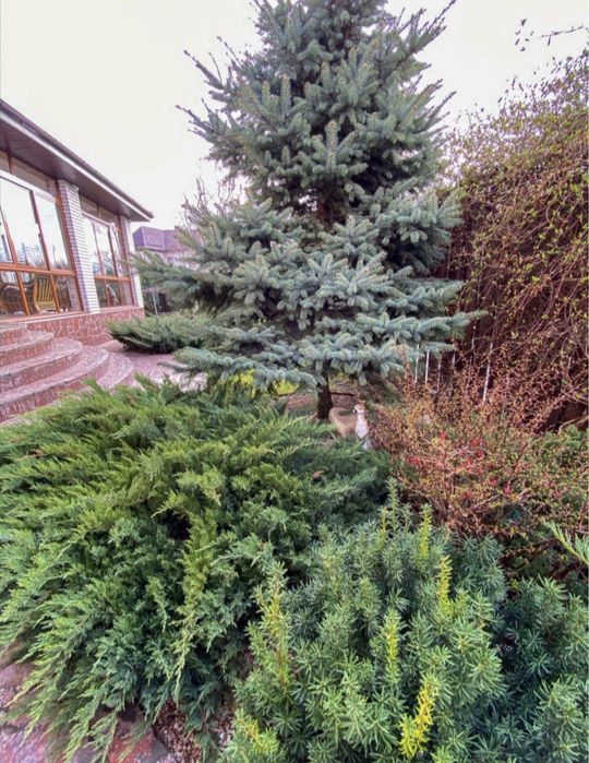 Продам шикарный дом в лесу возле реки