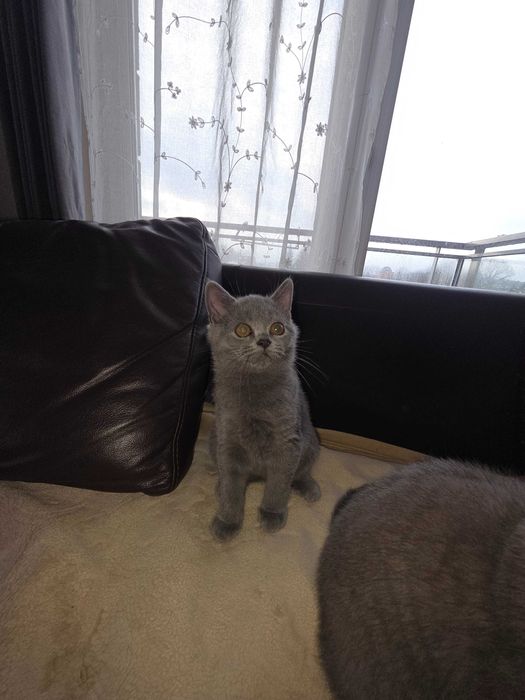 Kotki kocurki Brytujskie z  rodowodem