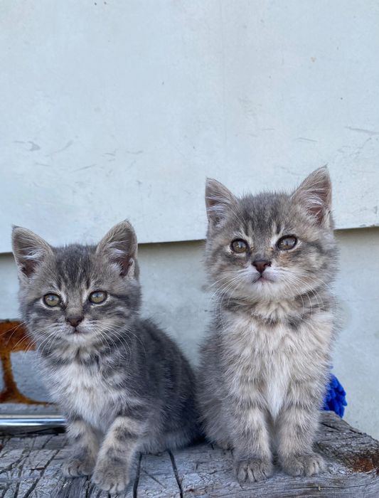 Шотландські кошенята