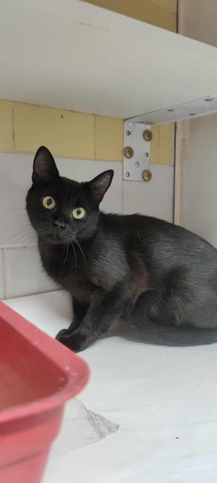 Кошечки из приюта,ищем дом