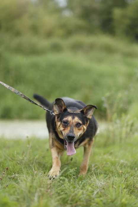 Seniorka Sława wciąż ma nadzieję na adopcję