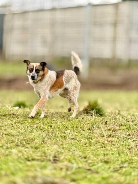 Spidi - lękowy psiak szuka domu