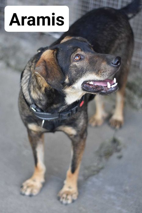 Portos i Aramis pragną ciepłego domu. Pokochasz?