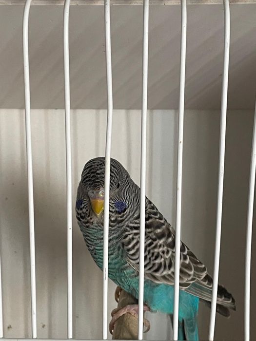 Periquitos black face e portadores