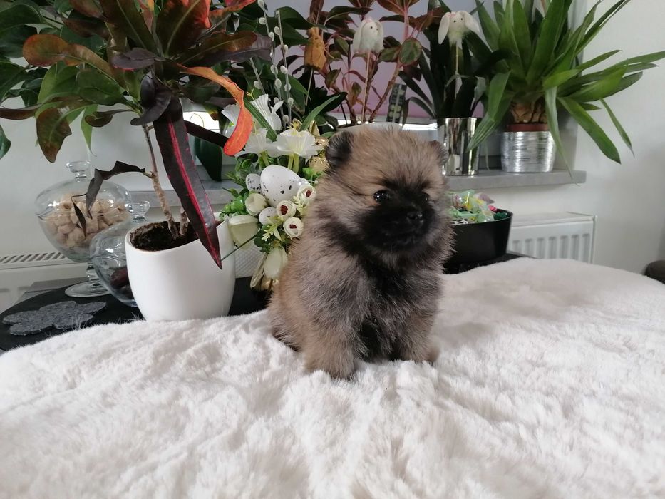 Szpic Miniaturowy z RODOWODEM VIP