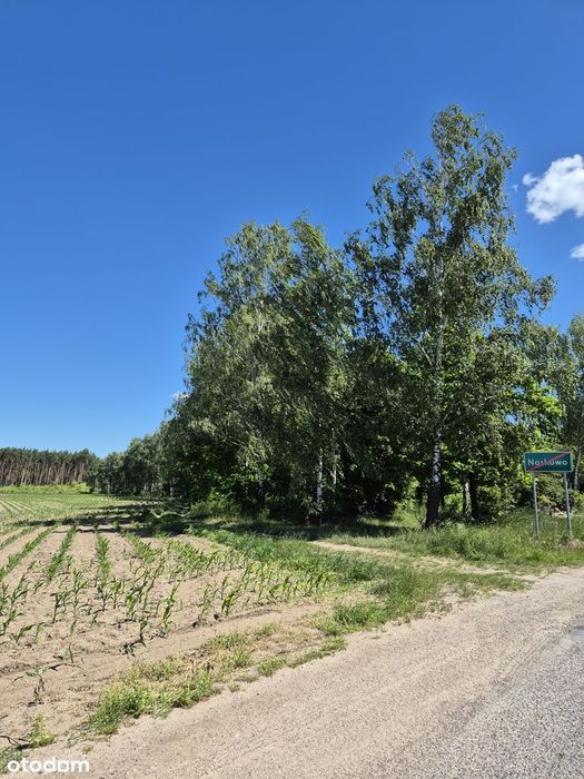 Greenfield dla Inwestora na obrzeżach Nowego Folwarku - Widok 2