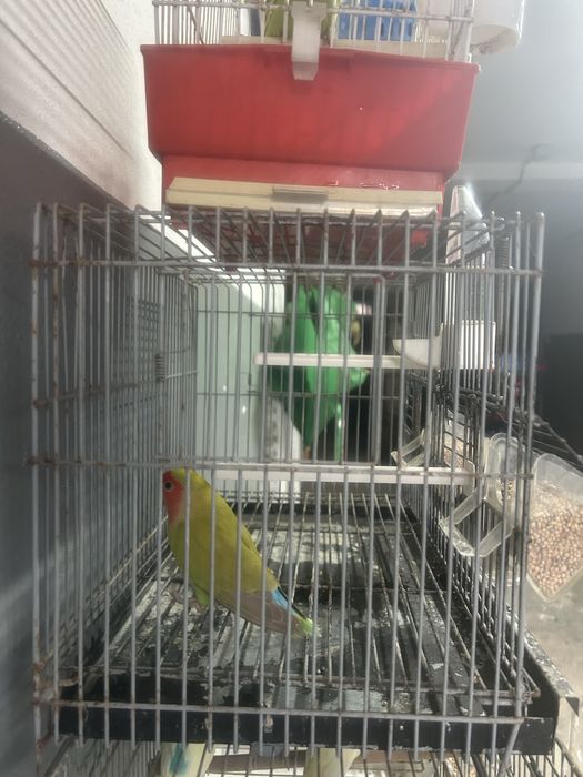 Agaporni e Periquitos