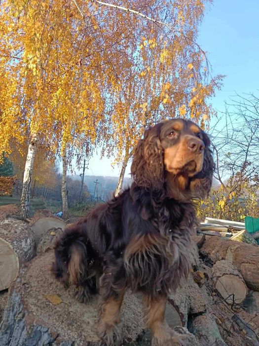 Англійський кокер спаніель шукає дівчинку