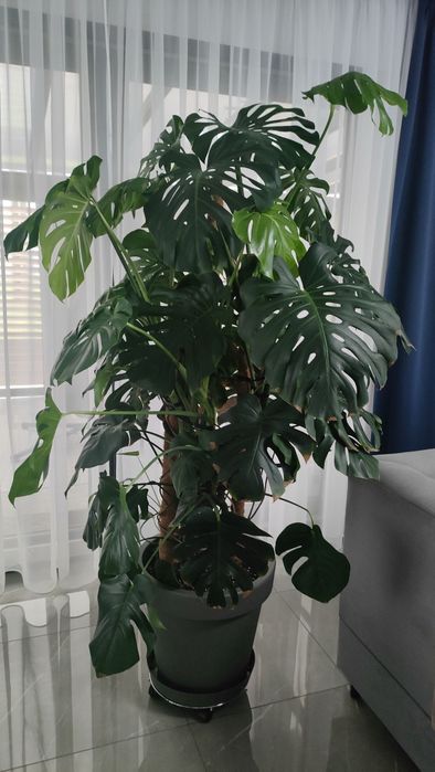 Monstera wysokość ponad 2 metry