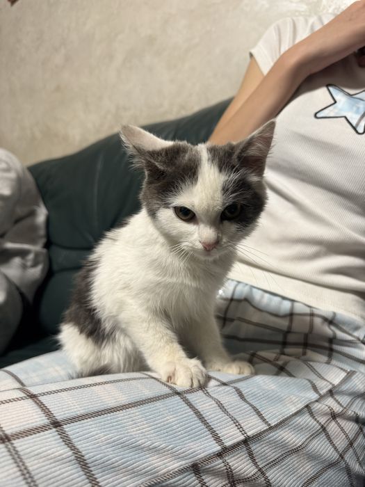 Віддамо кошення в добрі руки