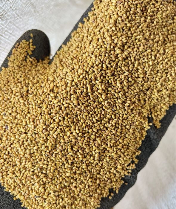 Lucerna koniczyna mieszanki traw kupkówka festulolium trawa wysyłka