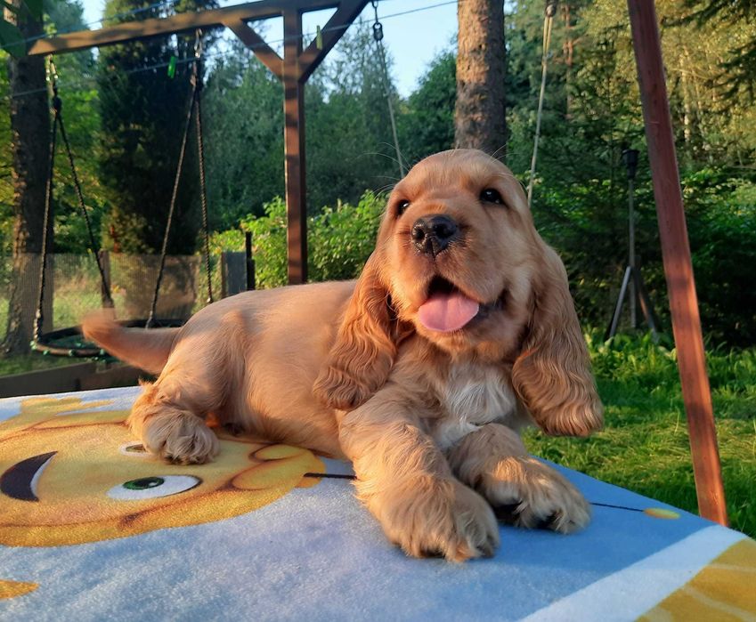 Cocker Spaniel Inglês