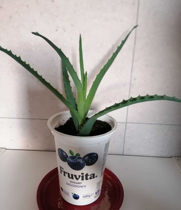 Aloes leczniczy, kwiat doniczkowy domowy. Maurycw  OLX.pl