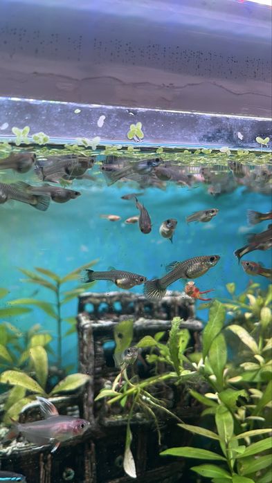 Peixes Guppys juniores