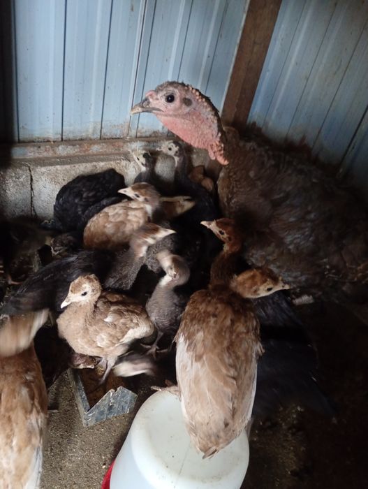 Ovos de perú e de pato mudo