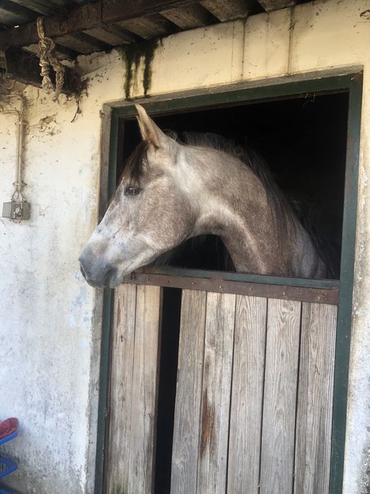 Macho Puro Sangue Arabe