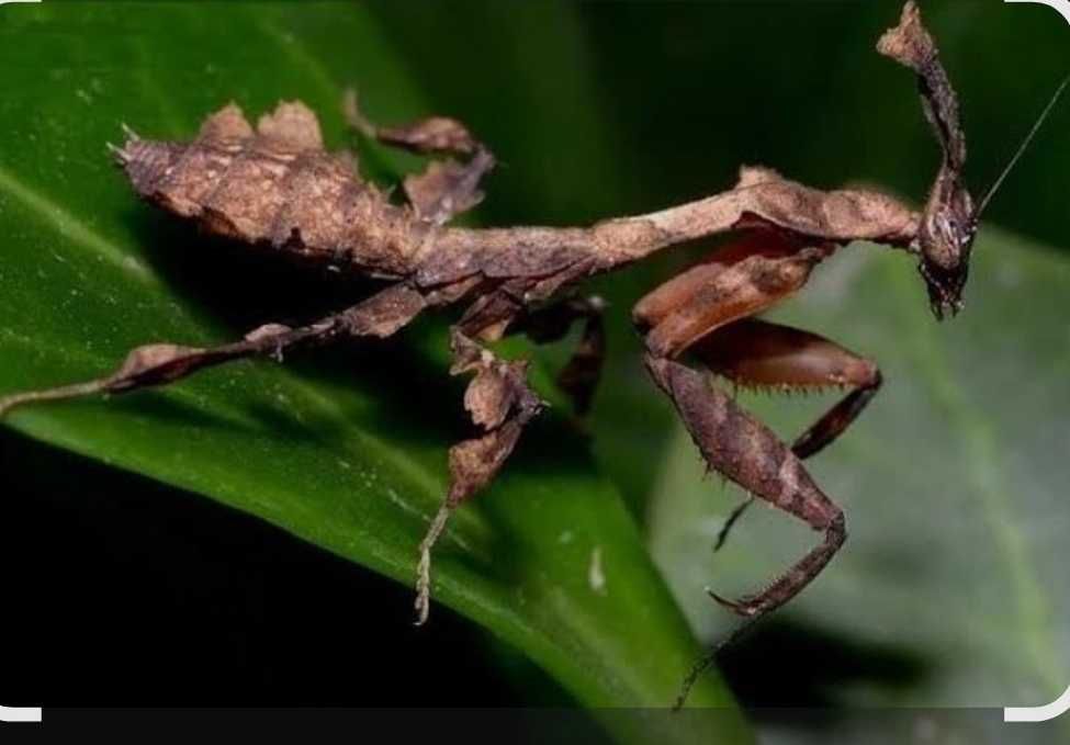 Phyllocrania paradoxa L4/L5 + mini Terrarium akrylowe