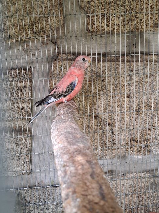 Bourkes, Opalino vs Opalina, 2025 com cites e fêmeas 2025 e Opalino/in