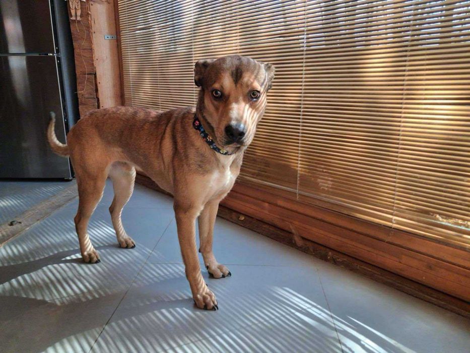 Młody i uroczy Ciastek szuka domu (pies do adopcji)