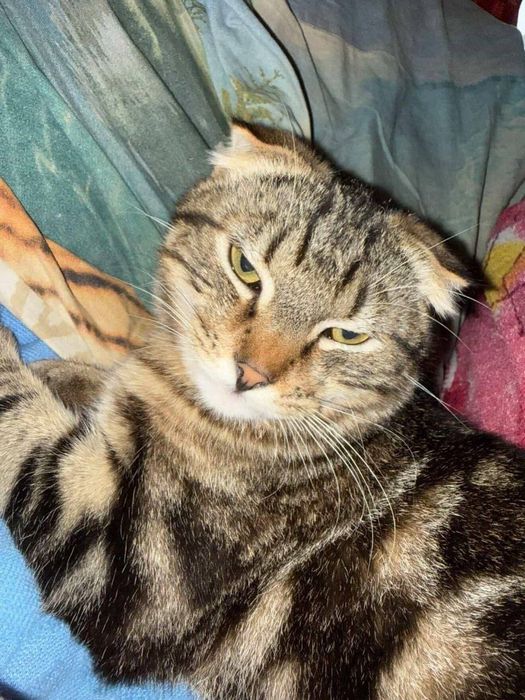 Віддам в гарні руки