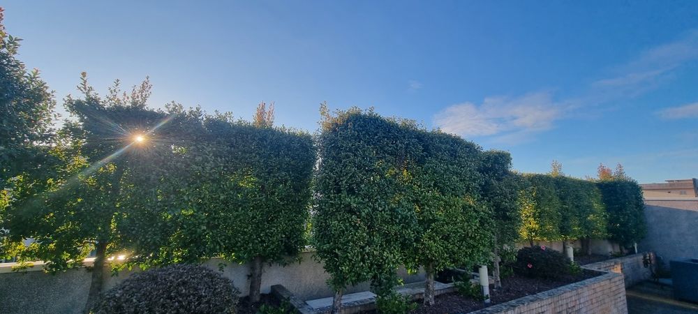 Eugénia em sebe já formada