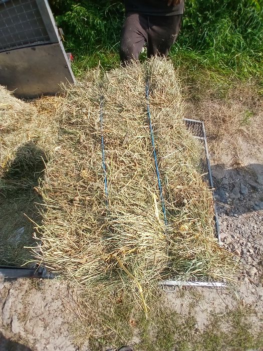 продам сіно в тюках лугове різнотрав'я