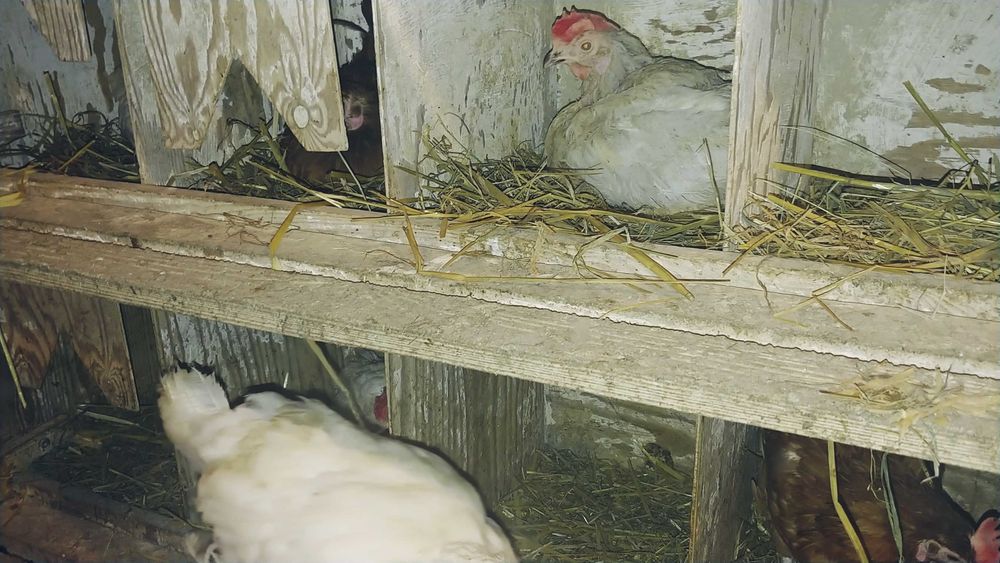 Kury nioski białe sprzedam.