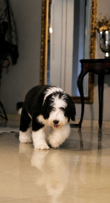 Suczka Bearded collie szczenię FCI
