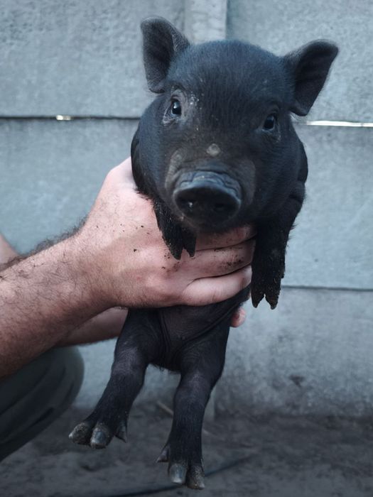 Вьетнамский поросенок  3 месяца на фото 1,5мес