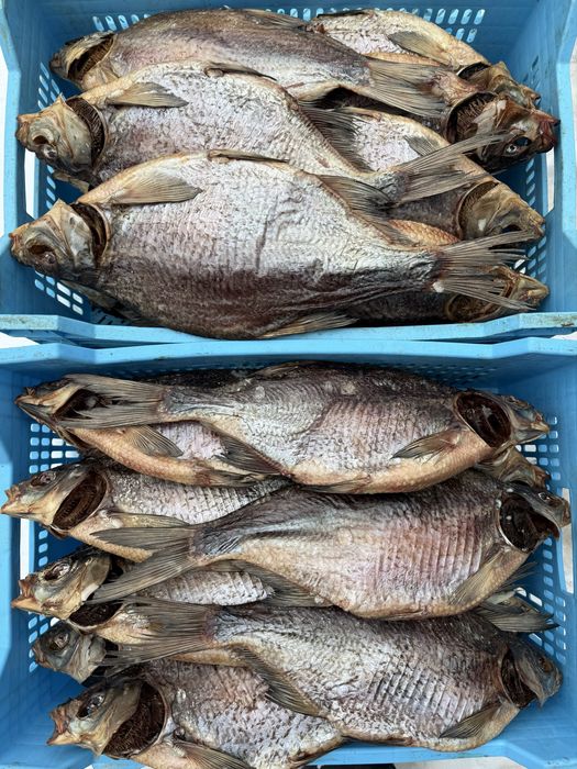 Вялена та ХК риба ОПТОМ | стабільні обʼєми | доставка