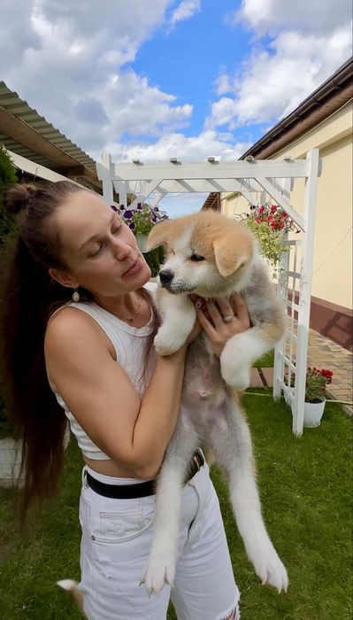 Клубні малюки Акіта іну Шоу -класс