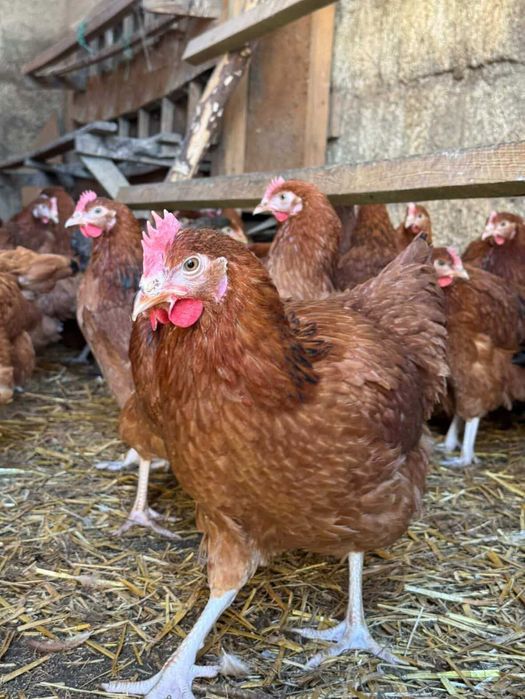 Sprzedam Kury NIOSKI