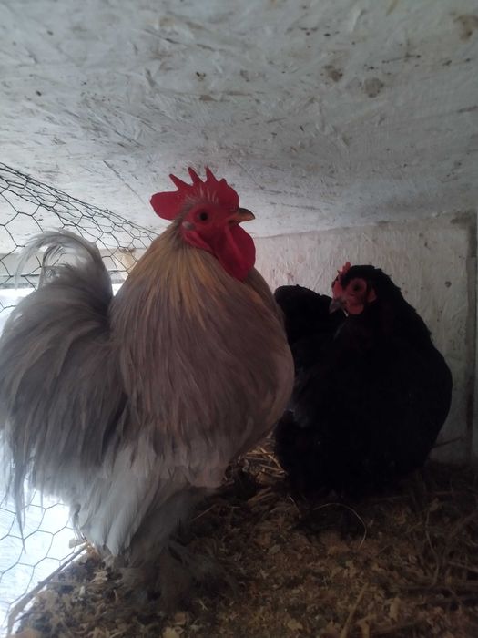 Sprzedam parę kochin karzełek